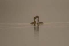 DSC5608 Fotograferet ved Bastrup sø