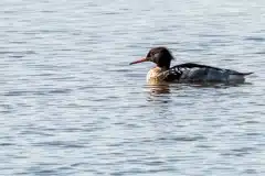 Fotograferet ved Tempelkrogen