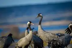 Fotograferet ved Hornborgasjön, Sverige