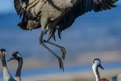 Tranedans Fotograferet ved Hornborgasjön, Sverige
