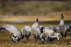 Tranedans Fotograferet ved Hornborgasjön, Sverige