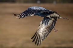 DSC_9634 Fotograferet ved Hornborgasjön, Sverige
