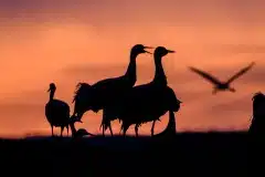 Tranedans i silhuet Fotograferet ved Hornborgasjön, Sverige