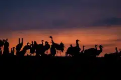 Tranedans i silhuet Fotograferet ved Hornborgasjön, Sverige