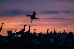 Tranedans i silhuet Fotograferet ved Hornborgasjön, Sverige