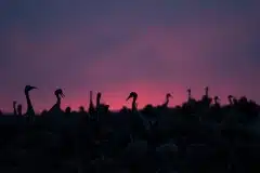 Tranedans i silhuet Fotograferet ved Hornborgasjön, Sverige