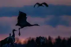 Tranedans i silhuet Fotograferet ved Hornborgasjön, Sverige