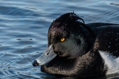 PHL9489 Fotograferet i Tueholm sø