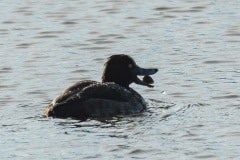 PHL9768 Fotograferet i Tueholm sø