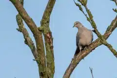 Taget i Tjæreby ved Slagelse