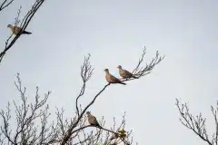 Taget i Tjæreby ved Slagelse