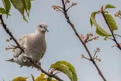 Taget i Tjæreby ved Slagelse