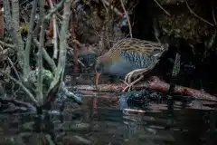 Foto ved Bagsværd sø