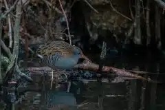 Foto ved Bagsværd sø