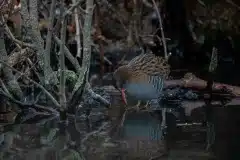 Foto ved Bagsværd sø