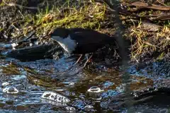 Fotograferet ved Pøleåen ved Solbjerg Engsø