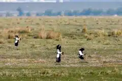 Fotograferet på Kalvebod fælled