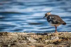 Fotograferet på Fanø